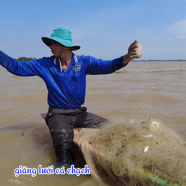 cách bắt cá chạch đồng bằng lưới