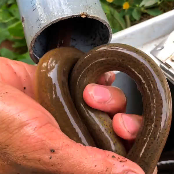 cách bẫy lươn bằng ống nhựa
