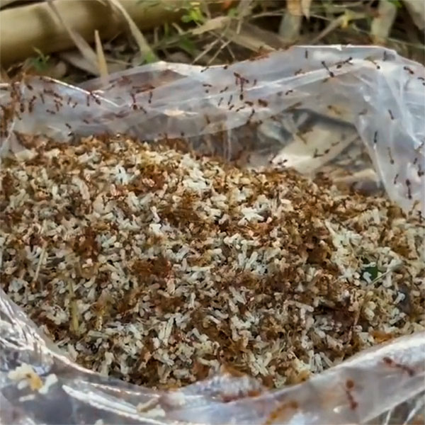 trứng kiến, chuyên dùng cho lưỡi câu cá rô đồng